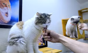 Thú chơi mèo độc lạ