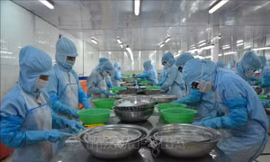 Vì sao xuất khẩu thủy sản tại Bà Rịa-Vũng Tàu giảm mạnh?