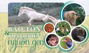 Bảo tồn và phát triển nguồn gen