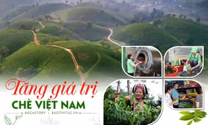 Tăng giá trị chè Việt Nam
