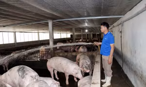 Tuyên Quang hướng tới nền nông nghiệp xanh, hiện đại và bền vững đến năm 2045