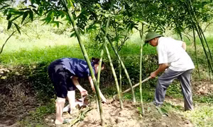 Tuyên Quang: Hướng đi mới cho phát triển nông nghiệp bền vững tại xã Phù Lưu