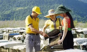 Khát vọng vươn mình trên mảnh đất Điện Biên lịch sử