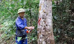 Chủ động phòng, chống cháy rừng mùa hanh khô