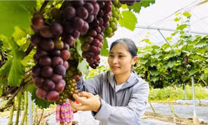 Phụ nữ vùng cao 'cầm tay chỉ việc' giúp nhau vươn lên