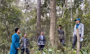 Người Xơ Đăng giữ rừng ở vùng núi Ngọc Linh