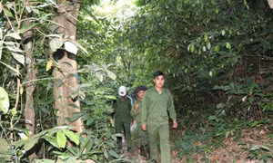Cộng đồng ổn định cuộc sống nhờ chính sách chi trả dịch vụ môi trường rừng