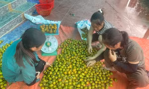 Cây đặc sản giúp nông dân vùng cao thoát nghèo