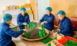 Hợp tác xã Sơn Trà: Nâng cao giá trị sản phẩm hướng đến phát triển bền vững