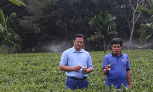 Chính sách tín dụng tiếp sức người lao động phát triển sinh kế bền vững