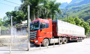 Tuyên Quang: Tăng cường phòng, chống bệnh Chikungunya