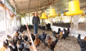 Hiệu quả kinh tế từ mô hình nuôi gà H’Mông tại Thái Nguyên 