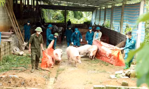 Tuyên Quang: Thành lập 21 chốt kiểm tra, kiểm soát buôn bán, vận chuyển lợn