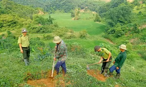 Tuyên Quang trồng mới 13.798 ha rừng tập trung&nbsp;