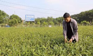 Thái Nguyên: Quyết liệt thực hiện chương trình MTQG giảm nghèo bền vững 