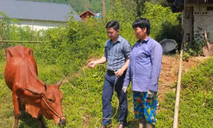 Chăn nuôi bò sinh sản giúp Thái Nguyên giảm nghèo bền vững