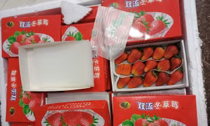 Lượng lớn dâu tây không rõ nguồn gốc tuồn vào Đà Lạt qua đường hàng không
