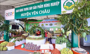 Sản phẩm OCOP quốc gia - Bài 1: Phát triển bề rộng, không 'bỏ ngỏ' chất lượng