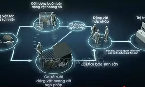 Ra mắt phim ngắn phản ánh những tồn tại trong hoạt động nuôi thương mại động vật hoang dã
