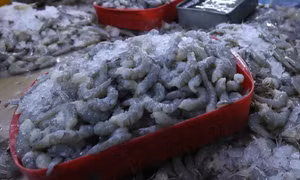 Hoa Kỳ tiếp nhận Đơn đề nghị điều tra chống trợ cấp với tôm nước ấm đông lạnh nhập khẩu 