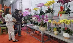 Thị trường hoa lan sôi động