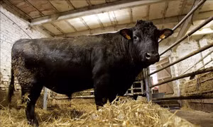 Nhật Bản ban hành luật bảo vệ vật liệu di truyền của giống bò wagyu nổi tiếng
