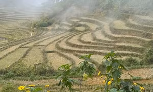 Sin Suối Hồ mùa hoa dã quỳ