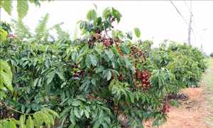 Cảnh báo nông dân không sử dụng thuốc bảo vệ thực vật chứa hoạt chất Glyphosate