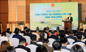 Xây dựng thương hiệu gạo Thái Bình - Bài cuối: Tìm chỗ đứng cho gạo quê hương năm tấn 