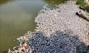 Lấy mẫu xét nghiệm tìm nguyên nhân cá chết ở hồ Bàu Sen, Bình Định