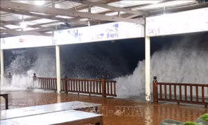 Ứng phó bão số 15: Lâm Đồng cấm các phương tiện hoạt động trên biển
