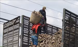 Hiệp hội Sắn Việt Nam kiến nghị tháo gỡ khó khăn liên quan hoàn thuế VAT