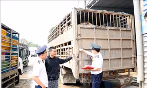 Một ngày phát hiện hai vụ vận chuyển động vật vi phạm quy định an toàn dịch bệnh