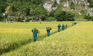 Ứng phó bão số 5: Các địa phương hối hả thu hoạch lúa 