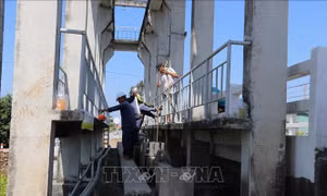  'Vương quốc' sầu riêng Tiền Giang ứng phó với xâm nhập mặn