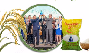 Hành trình 20 năm hình thành hạt gạo ngon nhất thế giới - ST25