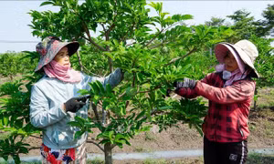 Mãng cầu ta Tây Ninh chính thức được đặc cách lưu hành