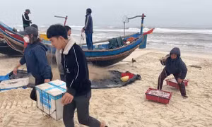 Ngư dân vùng bãi ngang Quảng Bình trúng vụ cá khoai đầu năm