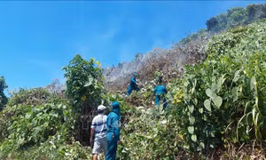 Đà Nẵng: Kịp thời khống chế đám cháy trên đèo Hải Vân