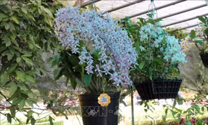 Rực rỡ sắc hoa trên phố núi Đà Lạt