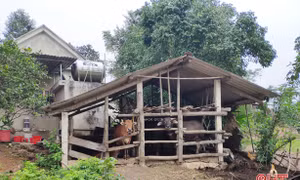 Dịch lở mồm long móng trên gia súc xuất hiện tại 7 huyện, thị xã tỉnh Hà Tĩnh 