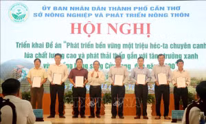 Cần Thơ: Nhân rộng sản xuất lúa chất lượng cao