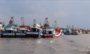 Các địa phương khẩn trương ứng phó với bão số 1