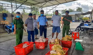 Phát hiện 3,5 tạ thực phẩm đông lạnh không rõ nguồn gốc xuất xứ