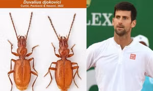 Loài bọ cánh cứng được đặt theo tên tay vợt Novak Djokovic