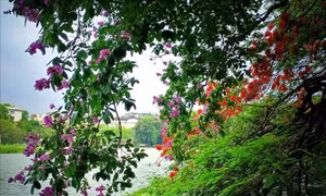 Đẹp đến nao lòng, Hà Nội 'mùa hoa tháng 5'