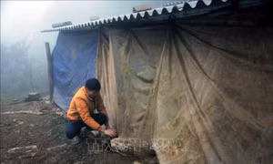 Nhiều biện pháp phòng, chống đói, rét cho đàn vật nuôi
