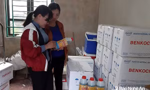 Tỉnh Nghệ An khống chế, xử lý thành công ổ dịch tả lợn châu Phi
