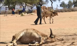 Nguy cơ hạn hán hoành hành vùng Sừng châu Phi năm thứ 6 liên tiếp