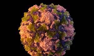 Mỹ phát hiện virus gây bệnh bại liệt trong nước thải ở New York